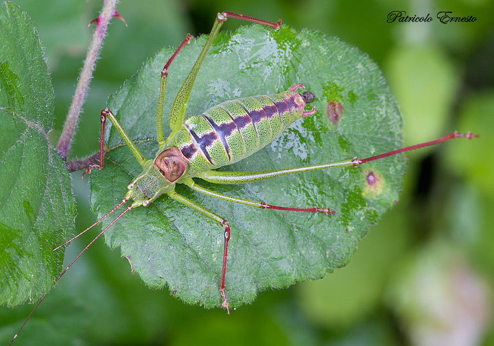 Phaneroptera nana e Leptophyes laticauda